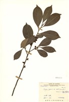 Cleyera japonica var. morii Collection Image, Figure 1, Total 3 Figures